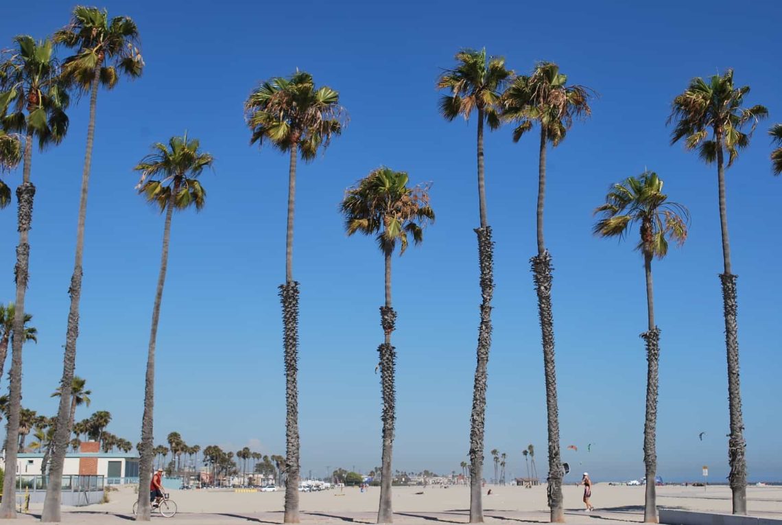 a row of palm trees in Long Beach, CA